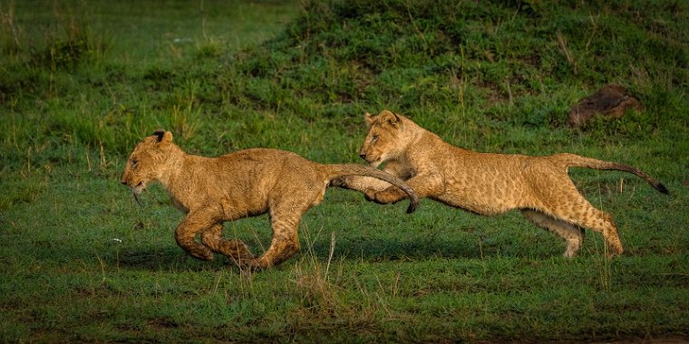 134 Masai Mara, leeuwen.jpg